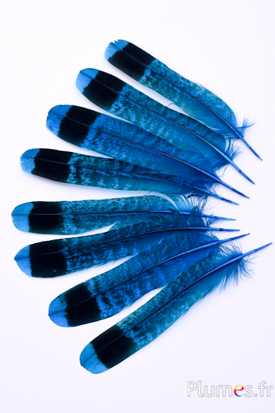 Gélinotte des bois - 11-13 cm - turquoise-noir